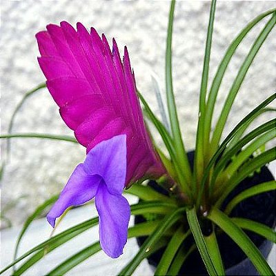 Bromélia Tillandsia cyanea - Adulta