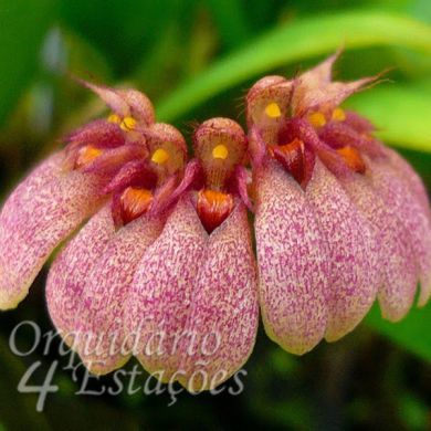 Bulbophyllum corollíferum - Adulto