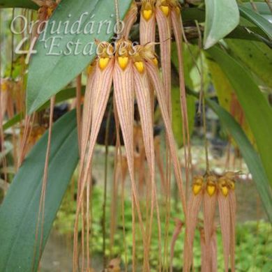 Bulbophyllum longissimum - Adulto