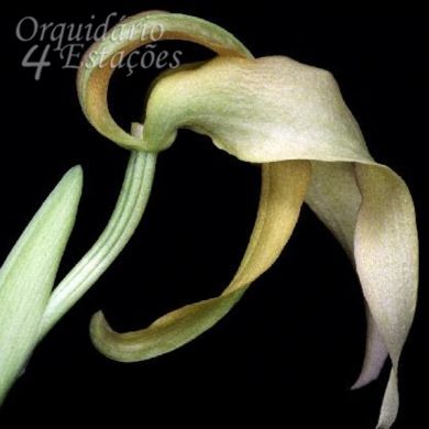 Bulbophyllum micholitzii - Adulto