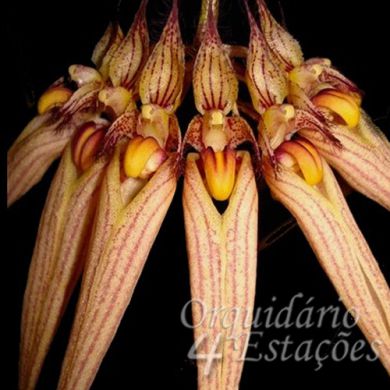 Orquídea Bulbophyllum - Cirrhopetalum Louis Sander - Adulto