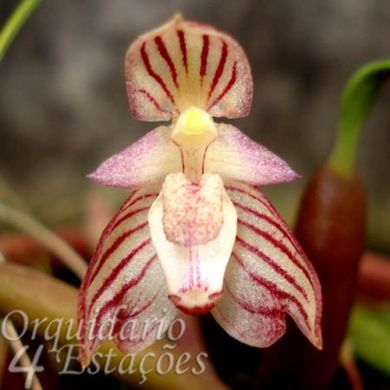 Orquídea Bulbophyllum ambrosia - Adulto