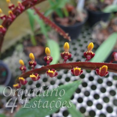 Orquídea Bulbophyllum buffo (falcatum) - Adulto