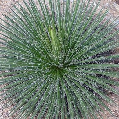 Agave Palito - Agave geminiflora