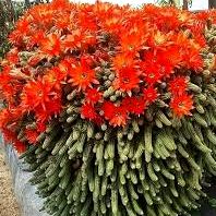 Cacto Amendoim (Echinopsis chamaecereus) - Pote 12