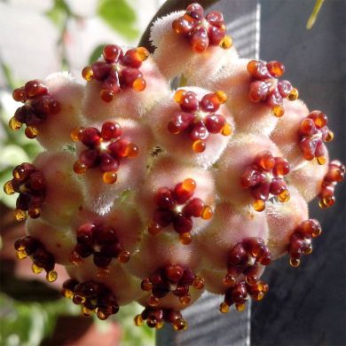 Suculenta Coração - Hoya Kerrii - Flor de Cera