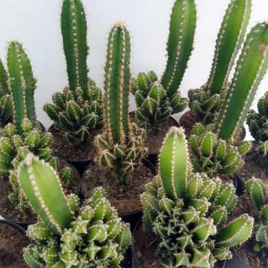 Cacto Castelo de Fada - Acanthocereus tetragonus