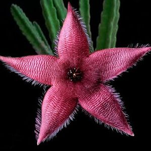 Cacto Estrela - Stapélia