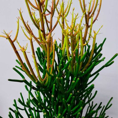 Cacto Euphorbia - 50cm