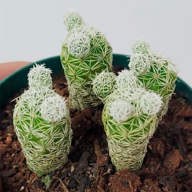 Cacto Mammillaria gracilis