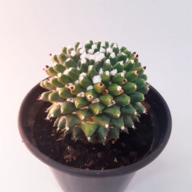 Cacto Mammillaria winterae Boed