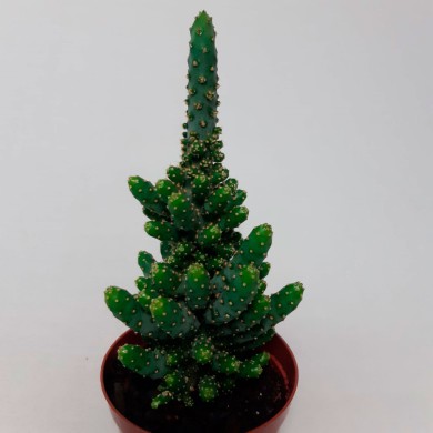 Cacto Opúncia - Opuntia microdasys