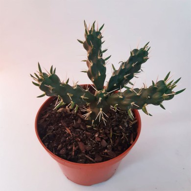 Cacto Opuntia cylindrica