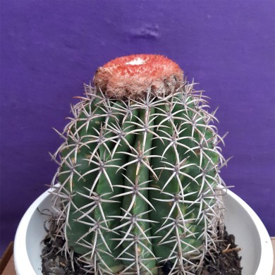 Cacto Coroa De Frade - Cabeça De Frade