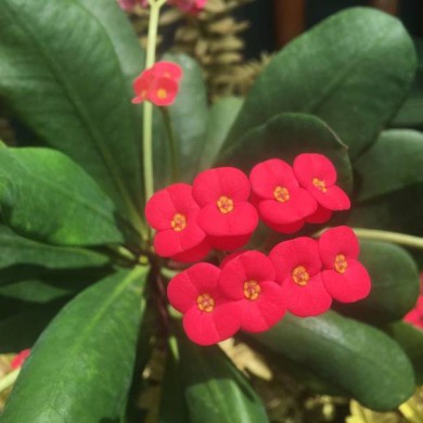 Coroa de Cristo - Euphorbia millii 30 Centímetros