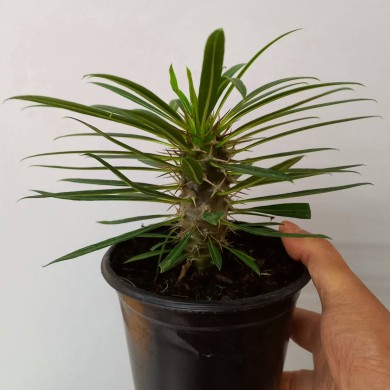 Palmeira de Madagascar - Pachypodium lamerei - 20cm