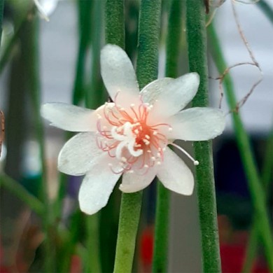 Suculenta Rhipsalis macarrão