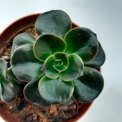 Suculenta Echeveria melaço