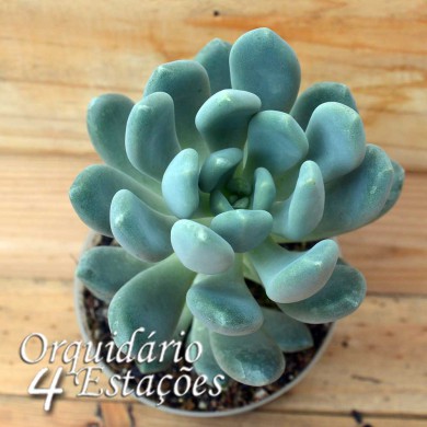 Suculenta Pachyveria clavifolia