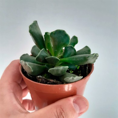 Suculenta Adromischus cristatus