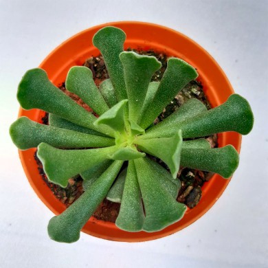 Suculenta Adromischus cristatus parvifolium
