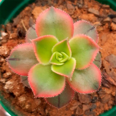 Suculenta Aeonium Kiwi Tricolor