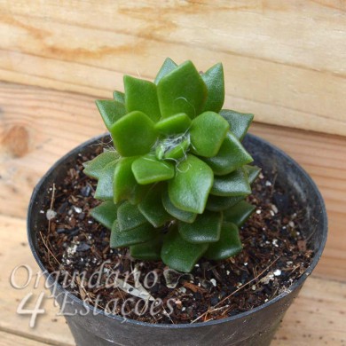 Suculenta Anacampseros filamentosa