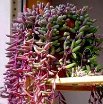Suculenta Colar De Rubi - Othona capensis