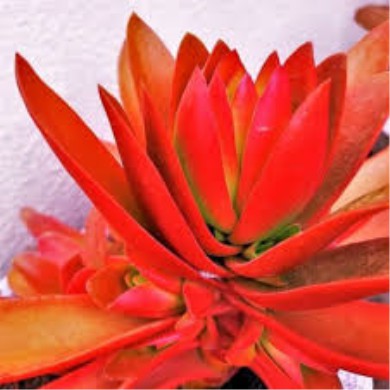 Suculenta Crassula capitela