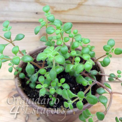 Suculenta Crassula expansa