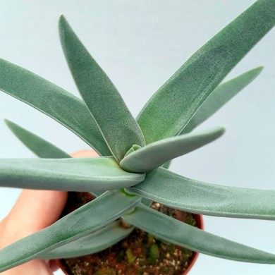 Suculenta Crassula falcata