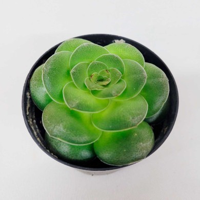 Suculenta Crassula hemisphaerica