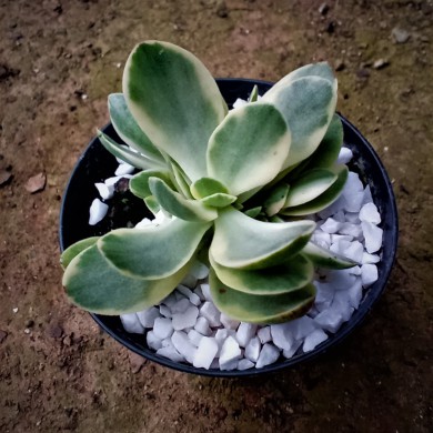 Suculenta Crassula Money Maker - variegata