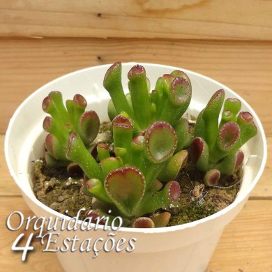 Suculenta Crassula Ovata Gollum "Orelhas de Shrek"