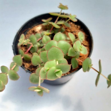 Suculenta Crassula pelúcida marginalis