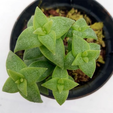 Suculenta Crassula perforata 1