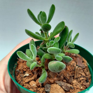 Suculenta Crassula rogersii