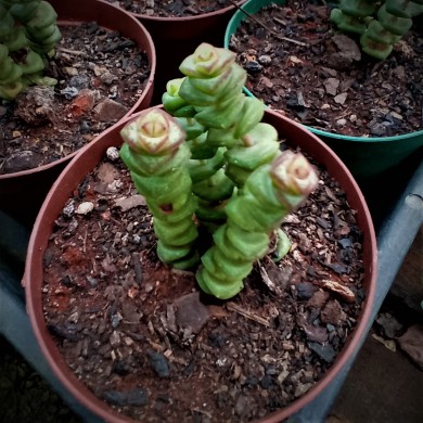 Suculenta Crassula rupestris