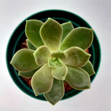 Suculenta Cremosedum Pen Aru