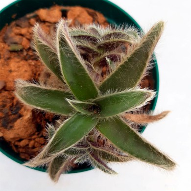 Suculenta Cyanotis somaliensis