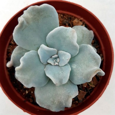 Suculenta Echeveria 'Crispate Beauty'