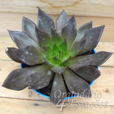 Suculenta Echeveria Black Prince