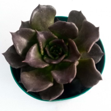 Suculenta Echeveria Black Prince "Fat"
