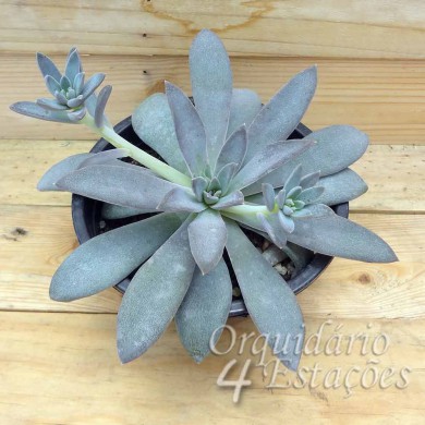Suculenta Echeveria carnicolor