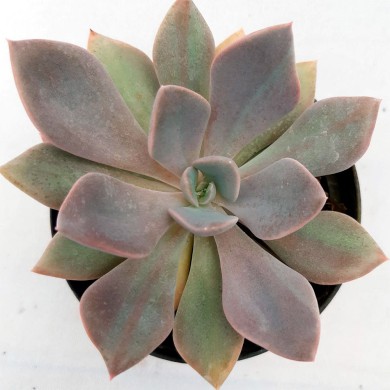 Suculenta Echeveria Debbie