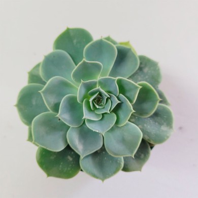 Suculenta Echeveria glauca