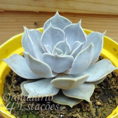 Suculenta Echeveria Lilacina