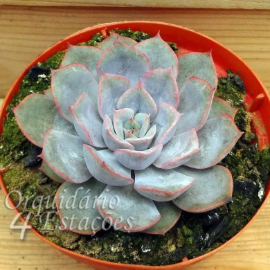 Suculenta Echeveria Orion