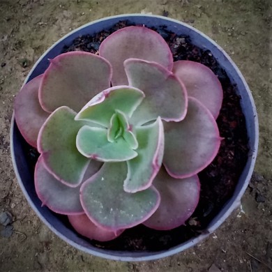 Suculenta Echeveria Painted Frills