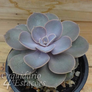 Suculenta Echeveria Perle von nurnberg